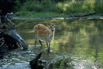 出会い