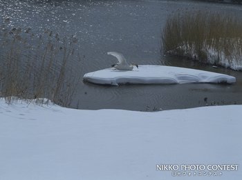 冬の湖畔