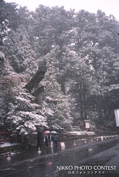 思わぬ春雪