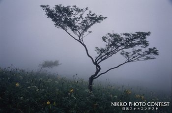 夏野の霧