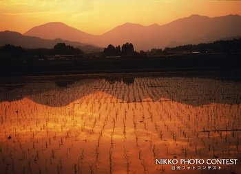 田園夕映