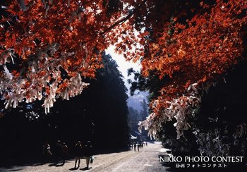 晩秋の参道