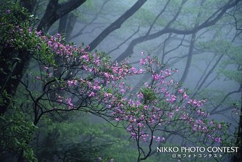 淡麗花