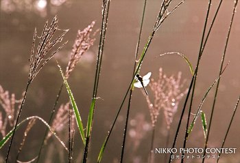 朝露とトンボ