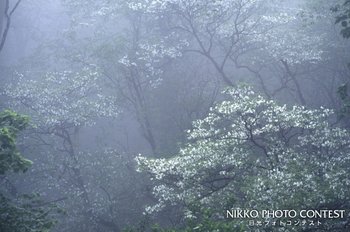 朝霧に映える