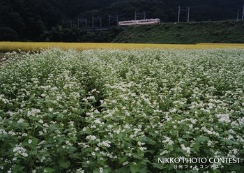 白い花の咲く頃