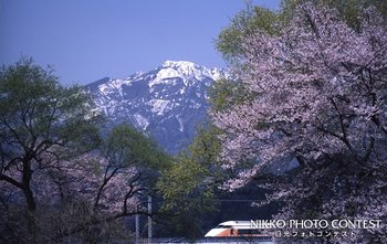 だいや川遊歩道の春