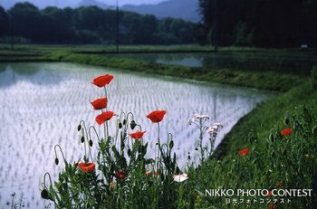 畔に咲く