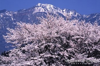 さくら咲く