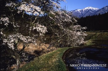 山里の春