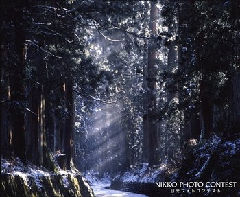 雪の杉並木