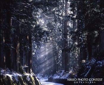 雪の杉並木