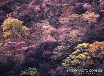 花笑山腹