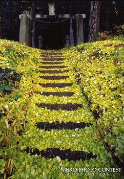 晩秋の参道