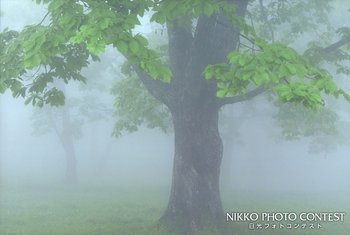 霧景