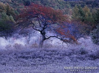 霜朝の華やぎ