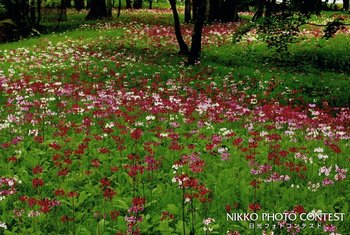 森の花園