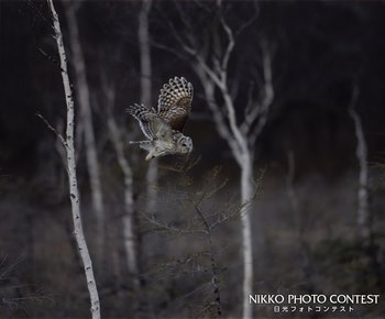 高原を舞う