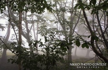 朝霧の木立ち