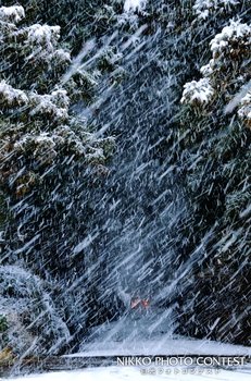 雪の杉並木