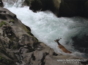 激流に挑む