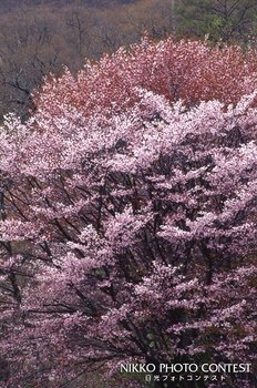 桜花爛漫