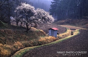 里山の春