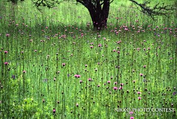 小田代の花園