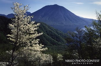 白ヤシオツツジ咲く