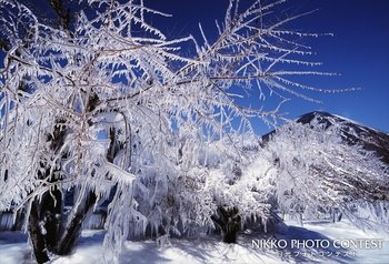 氷樹の華