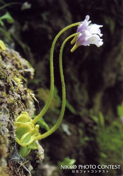 岸壁の食虫花