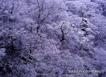 春雪