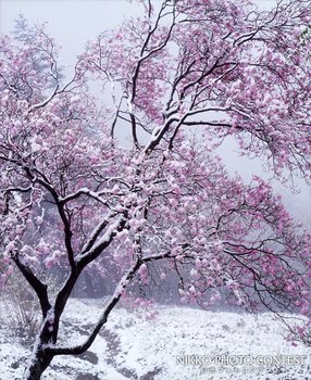 淡雪に咲く