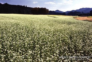 そば畑の里