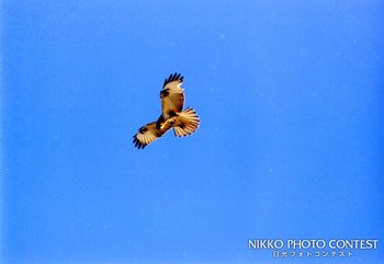 雪原に舞う・ノスリ