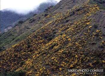 足尾の山に花が咲く