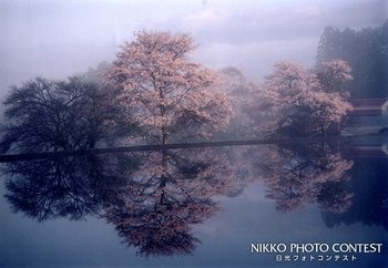 朝露の春