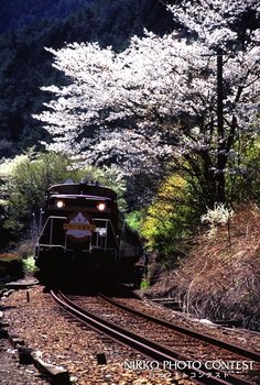 足尾の春