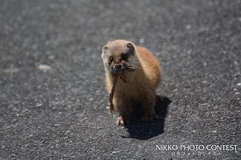 日光に育つ（イタチ）