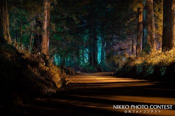 杉並木・夜の顔