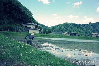 シロツメ草が見守る田んぼで