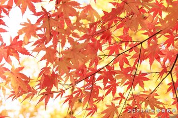 先生 風のひびき隣の紅葉