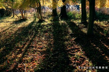 先生 風のひびき隣の朝日